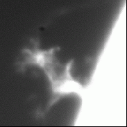 <font class="tempImageTitleThumbText">Dynamic Solar Prominence Animation</font><br>Apollo Lasky<br>Mar 26 2:00am<br>NAperville, IL