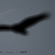 <font class="tempImageTitleThumbText">Occultation Of Venus By Moon & Crow</font><br>Bill Reyna<br>Dec 7 7:15pm<br>Wayne, NJ