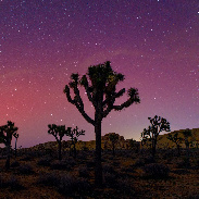 <font class="tempImageTitleThumbText">Joshua Tree Aurora</font><br>Chris Cook<br>Jan 20 5:45pm<br>Joshua Tree, California, USA