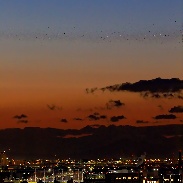 <font class="tempImageTitleThumbText">Mercury And Saturn Was Side By Side.</font><br>Daisuke Tomiyasu<br>Jan 13 4:23am<br>Higashinada-ku, Kobe, Hyogo, Ja