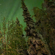 <font class="tempImageTitleThumbText">Aurora</font><br>Elmar Junker <br>Feb 16 7:49am<br>Äkäslompolo 