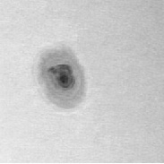 <font class="tempImageTitleThumbText">AR2738 And Prominences</font><br>James Roger Samworth<br>Apr 17 8:25pm<br>Nailstone, Nuneaton, UK