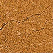 <font class="tempImageTitleThumbText">Filment, AR3107-3113 And Prominences</font><br>James Roger Samworth<br>Oct 2 12:26pm<br>Nailstone, Nuneaton, UK