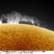 <font class="tempImageTitleThumbText">Large Hedgerow Prominence</font><br>jett aguilar<br>Sep 17 8:46am<br>Quezon City, Philippines