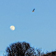 <font class="tempImageTitleThumbText">Waxing 🌔 Moon.</font><br>Kevan Hubbard<br>Mar 30 5:46pm<br>Sellafield, Cumberland,England 