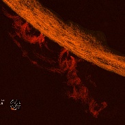 <font class="tempImageTitleThumbText">Solar Prominences</font><br>Les Cowley<br>Jun 1 4:11pm<br>UK