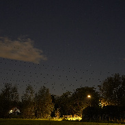 <font class="tempImageTitleThumbText">Comet Tsuchinshan-Atlas</font><br>Manon Lefèvre<br>Oct 16 8:26pm<br>Neerpede, Anderlecht,Brussels