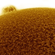 <font class="tempImageTitleThumbText">Large Hedge Prominence</font><br>Martin R Wise<br>May 14 9:56pm<br>Trenton, Florida, USA