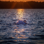 <font class="tempImageTitleThumbText">Solar Eclipse</font><br>Matti Helin<br>Aug 13 3:04pm<br>Southern Finland