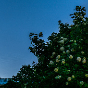 <font class="tempImageTitleThumbText">Noctilucent Clouds</font><br>Pentti Arpalahti<br>Jun 11 11:58pm<br>Helsinki, Finland