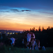 <font class="tempImageTitleThumbText">Bright Noctilucent Clouds Over Central Eu</font><br>Petr Horálek<br>Jul 3 2:38am<br>Proseč u Seče, Czech Republic