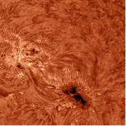 <font class="tempImageTitleThumbText">Large Prominence</font><br>Randall Shivak<br>Feb 26 6:13pm<br>Cape Coral, Florida