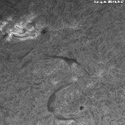 <font class="tempImageTitleThumbText">2 Active Sunspots And Big Prominence!</font><br>Richard N Schrantz<br>Aug 26 8:24pm<br>Nicholasville, KY, USA