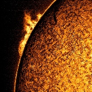 <font class="tempImageTitleThumbText">Hedgerow Prominence</font><br>Sylvain Weiller<br>May 15 7:16am<br>SAINT-RÉMY-LES-CHEVREUSE   
I