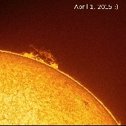 <font class="tempImageTitleThumbText">Incredible Forest Of Prominences !!</font><br>Sylvain Weiller<br>Apr 1 4:57pm<br>SAINT-RÉMY-LES-CHEVREUSE   
I
