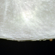 <font class="tempImageTitleThumbText">Mars Occultation</font><br>Timothy Printy<br>Dec 8 5:04am<br>Manchester, NH