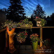 <font class="tempImageTitleThumbText">Noctilucent Bloom</font><br>Todd Salat<br>Jul 26 1:39pm<br>Anchorage, Alaska
